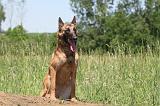 MALINOIS 813